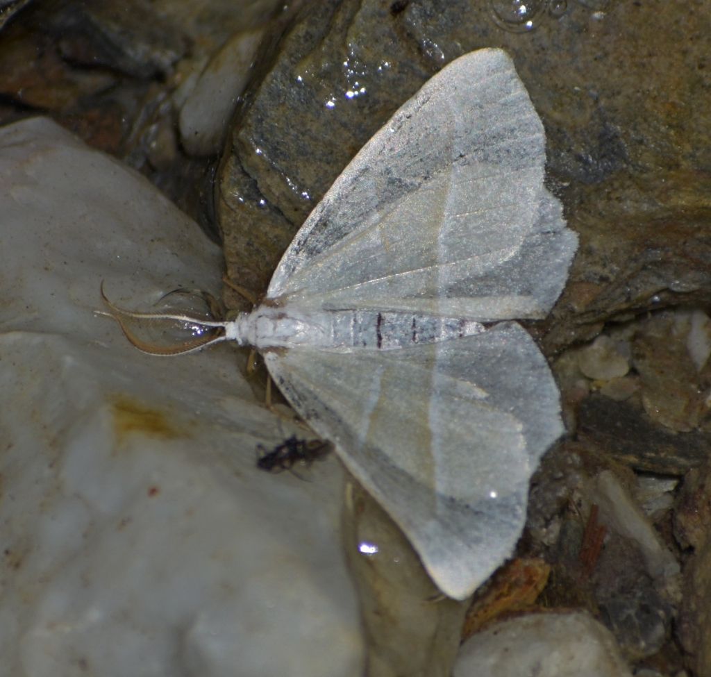 Falena da identificare 5